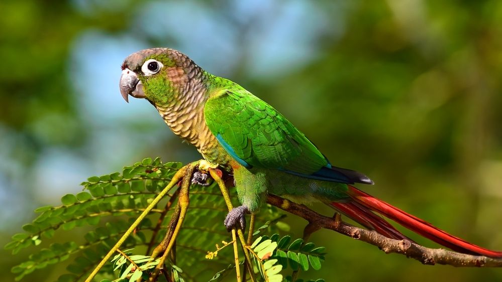 Veterinářka přilepila papouškovi peří lepidlem, aby mohl zase létat